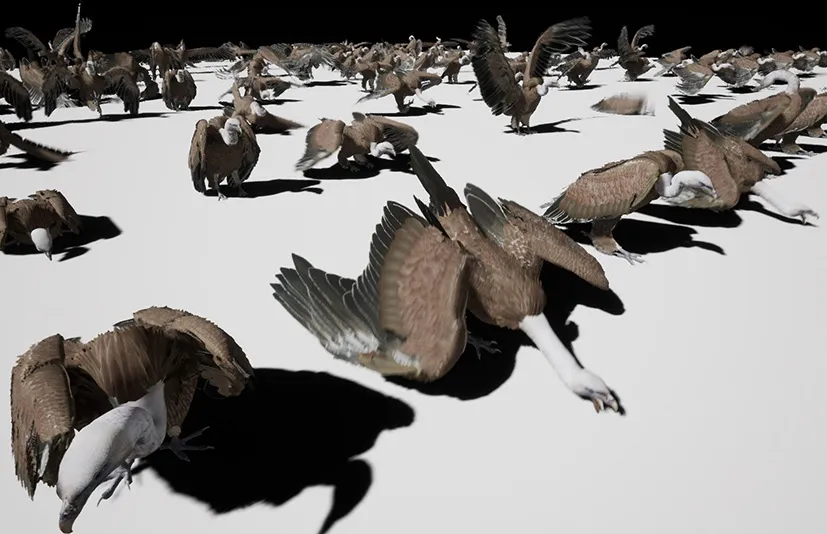 秃鹰 – Vulture - 筱信日记